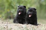 SCHIPPERKE 513